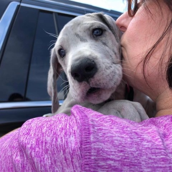 Meet your Posher, Robin - Picture 1 of 1